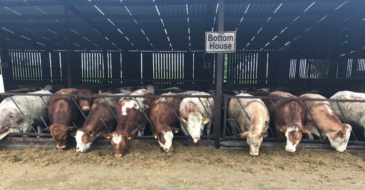 Beef focus: Close to 800 cattle on show at Jalex herd open day
