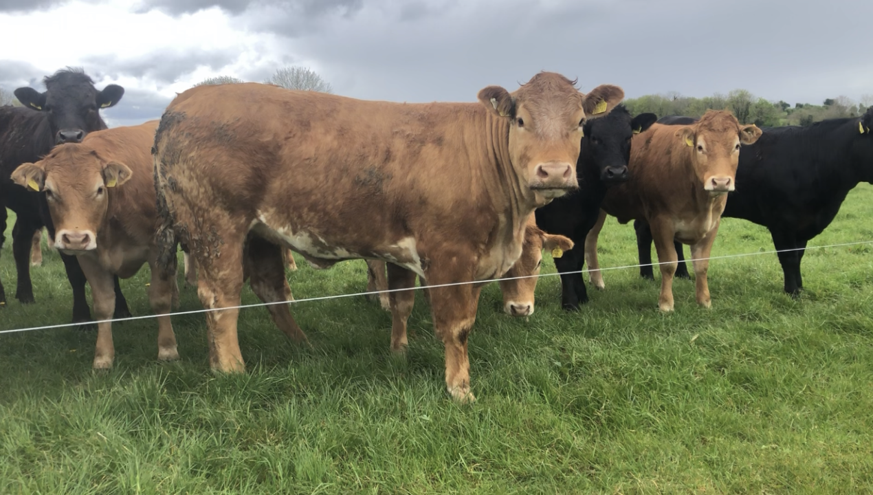 JBS SA: Outlook for US beef not going to improve soon