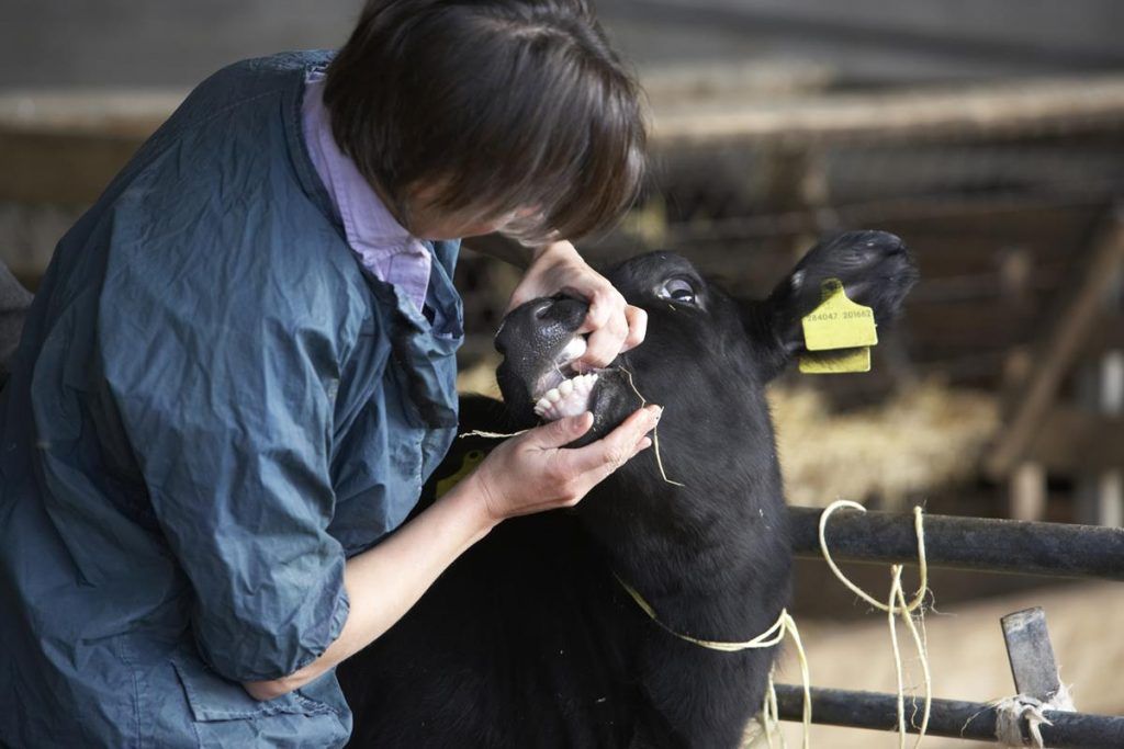 Bluetongue virus detected in third consignment of imported cattle