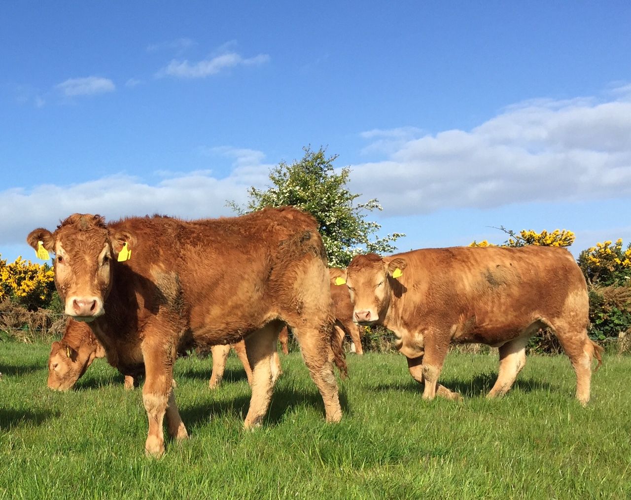 Strong increase in Northern Ireland cattle quotes
