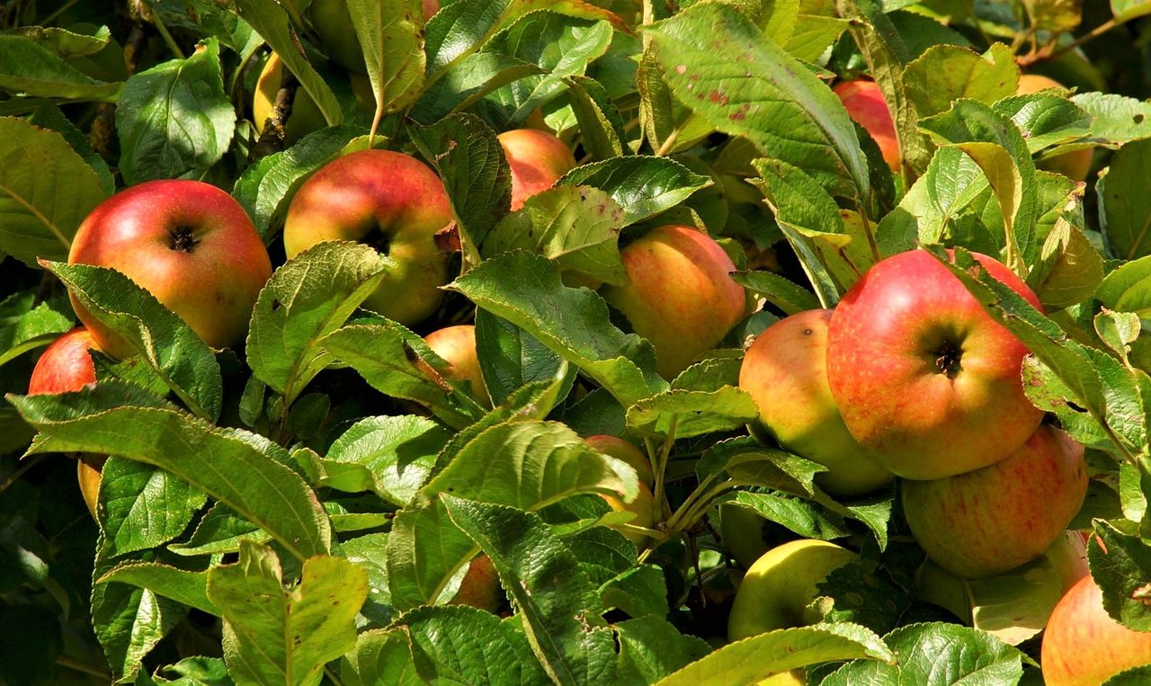 Producers band together to call for protection for Devon Cider name