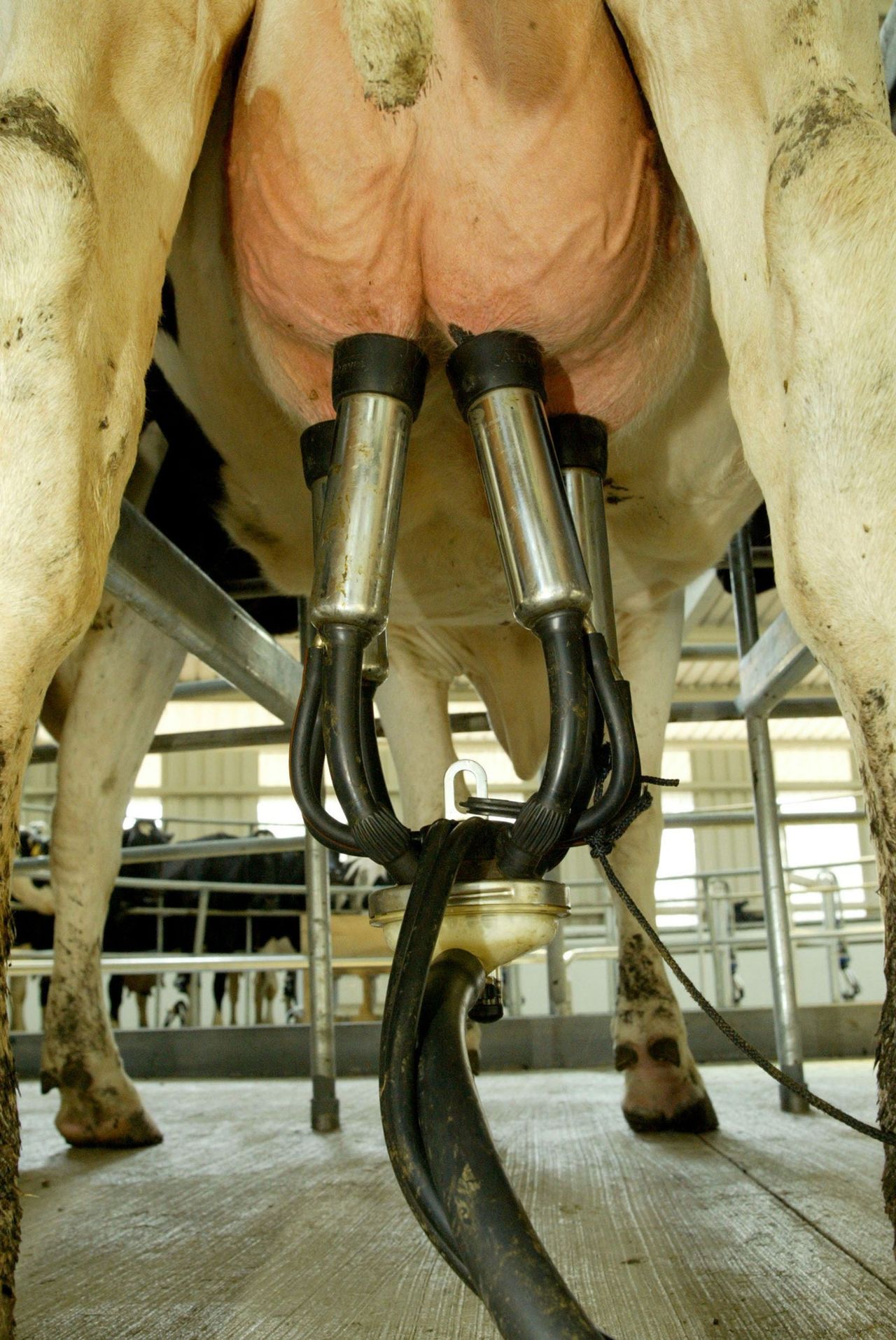 Huge increase in November milk supplies compared to 2014
