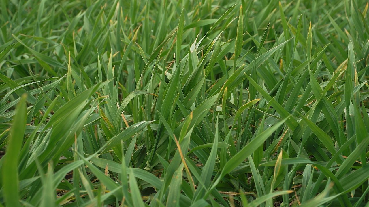 Winter barley harvest results from AHDB trial sites