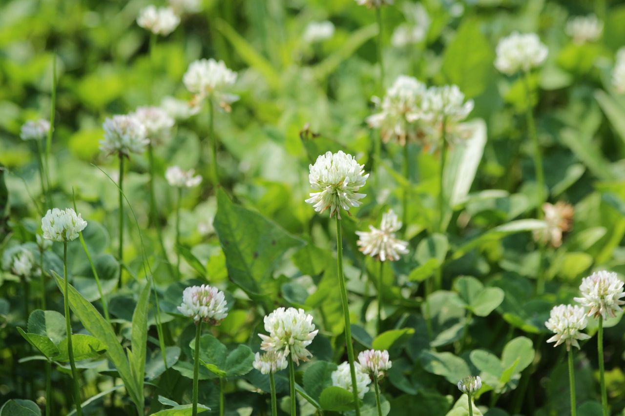 The use of clover in beef production systems