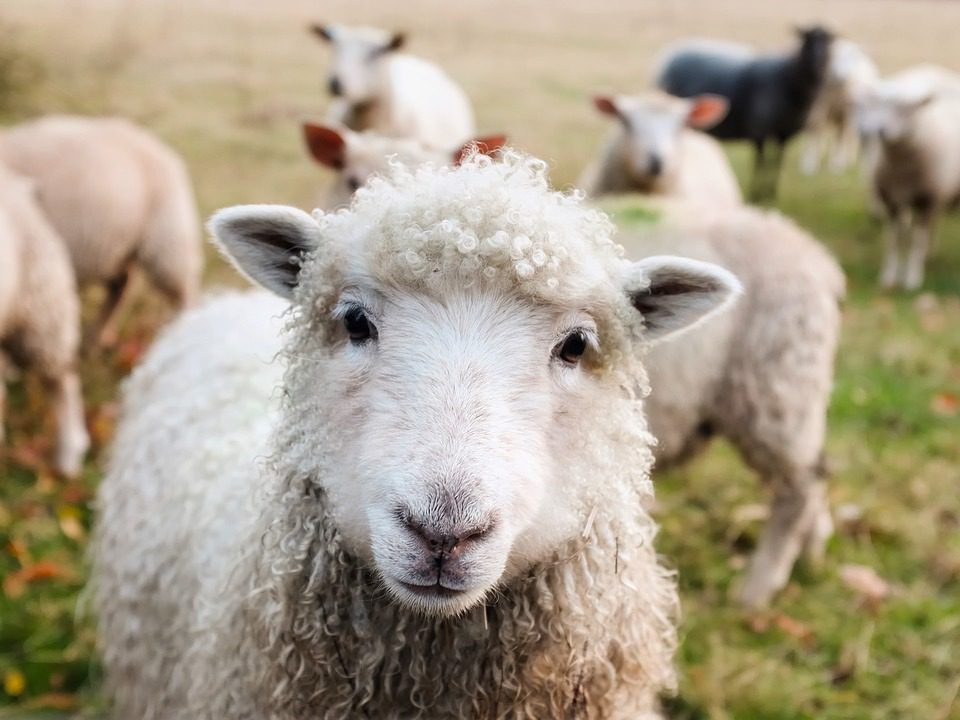 Top tips for managing beef and sheep enterprises – for June
