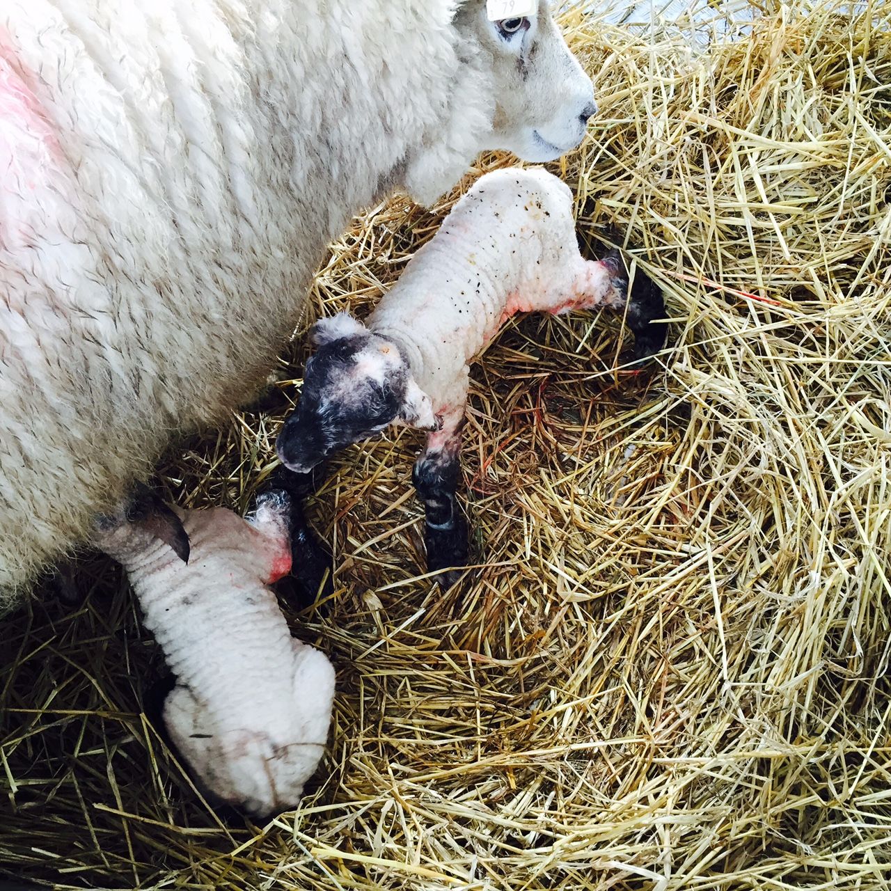 Toxoplasmosis is responsible for 21% of abortions in sheep