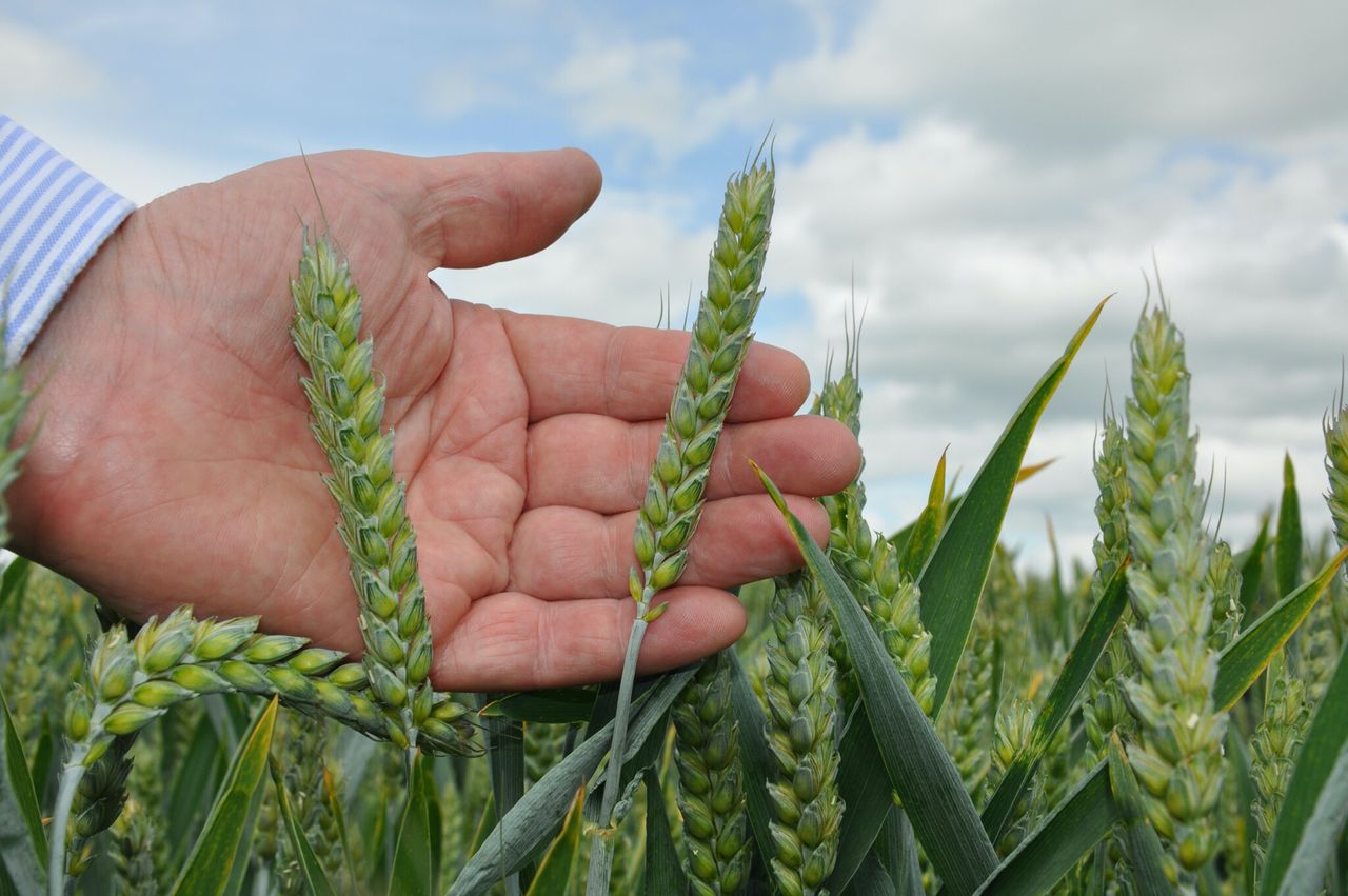 Defra publishes 2024 UK grain and OSR production figures