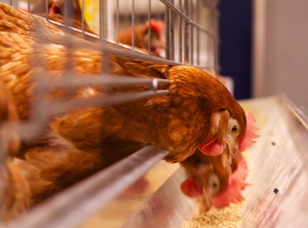 NFU Scotland welcomes lifting of bird housing restrictions
