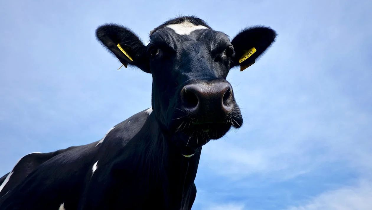 New BVD measures in NI a ‘crucial development’ – farm org