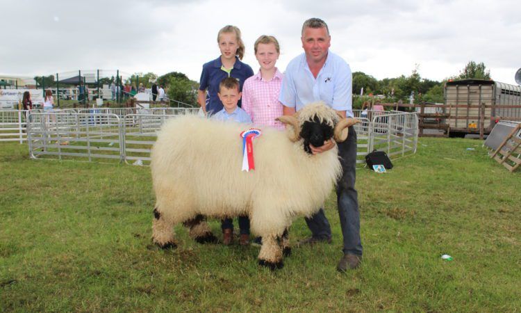 Farm census: 1,000 more farm jobs than 2016 and sheep make a comeback