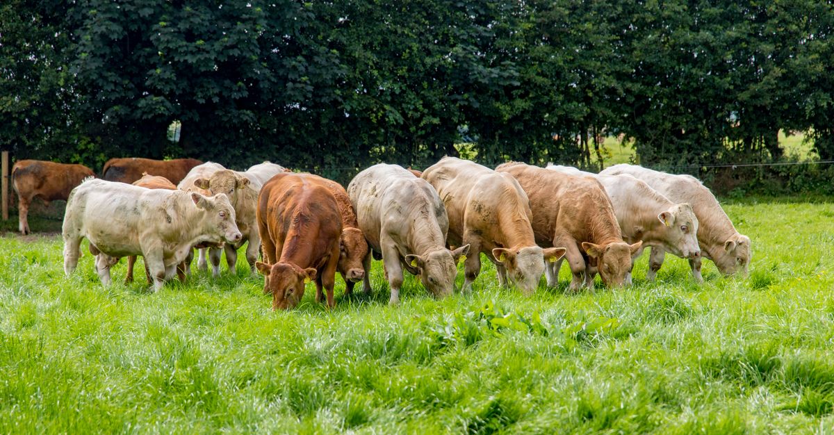 Is virtual fencing the future on beef farms?