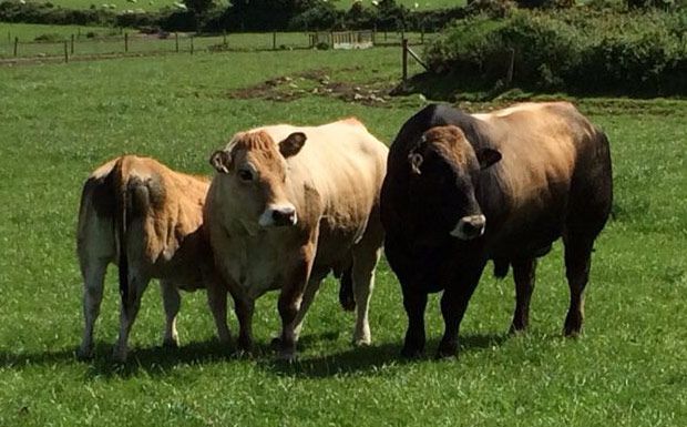 Experience first hand what Aubrac genetics can do for the beef herd
