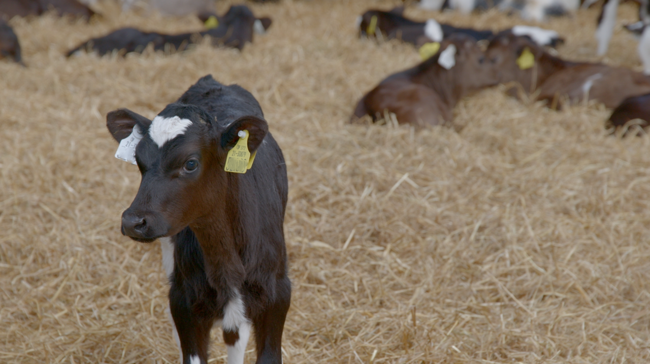 Reminder: Watch out for bloat as spring calving progresses