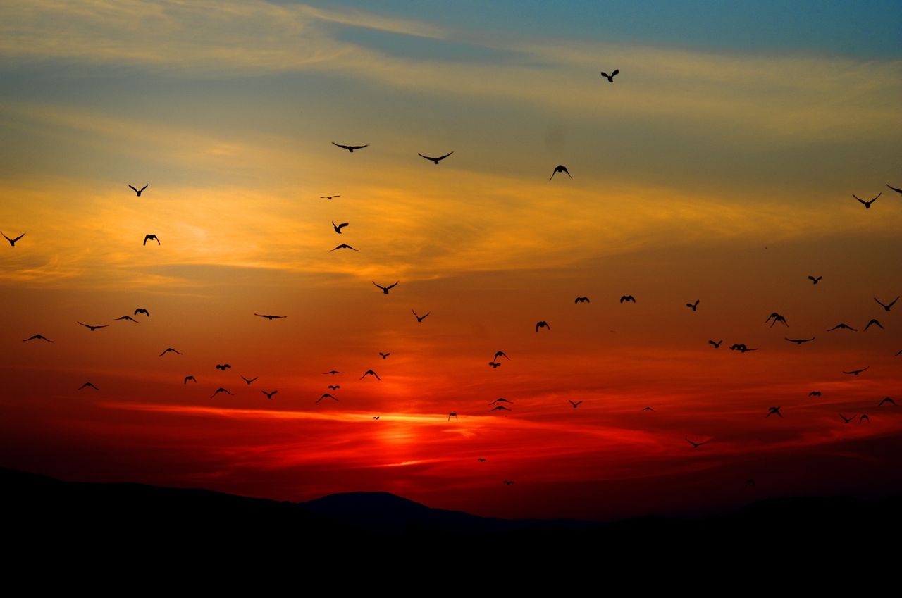 460,000 birds counted in this year's Big Farmland Bird Count