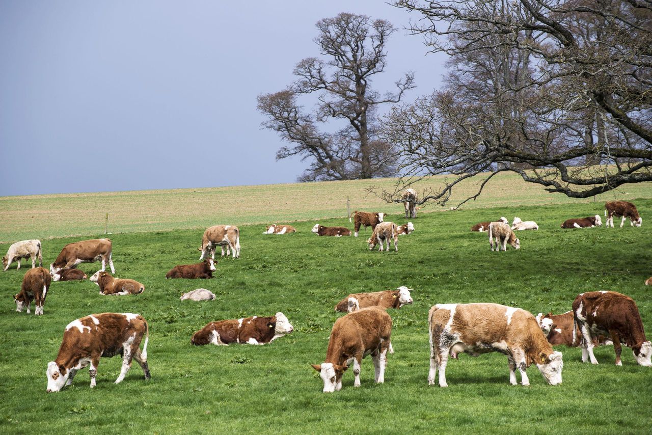 English suckler herd declining, as dairy numbers rise