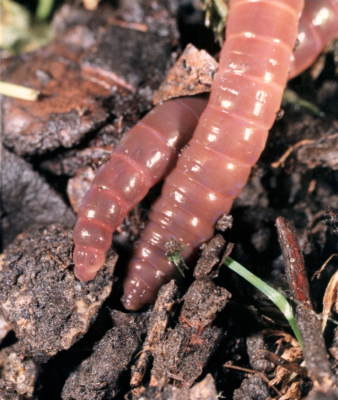 Soil monitoring - middens and earthworms