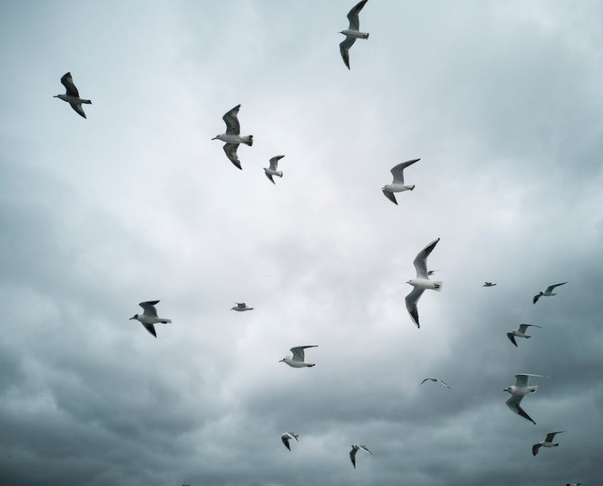 NFU urges farmers to take part in the 2024 Big Farmland Bird Count