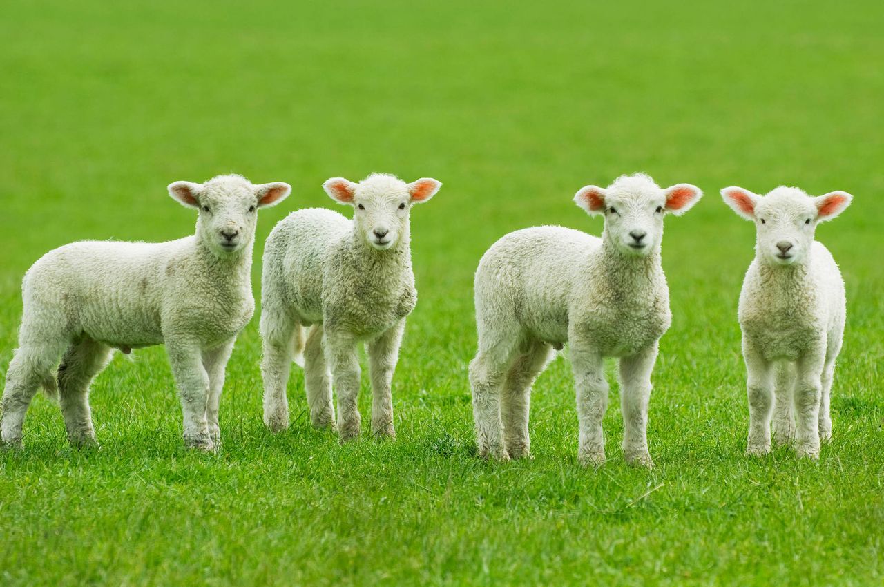 Scottish sheep farmers urged to donate to Lamb Bank 2024