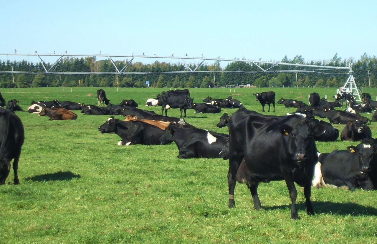 Fonterra reduces forecast milk price again