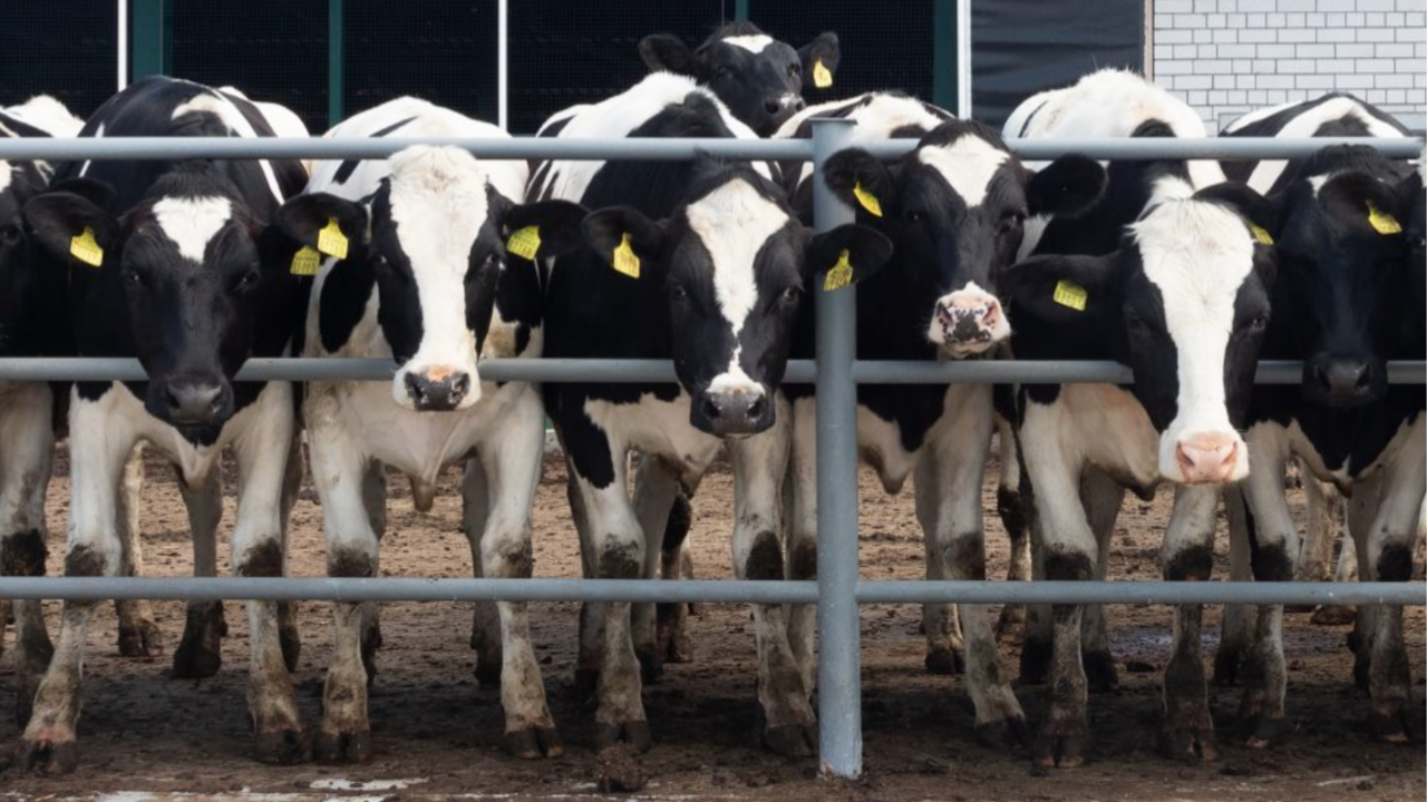 Letter to the editor: Focus needed on better animal health in Europe