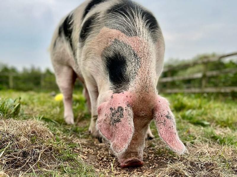 RSPCA seeking homes for multiple farm animals
