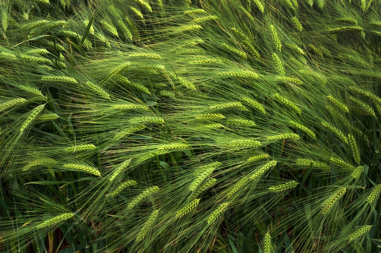 The impact of drought on crop mineral deficiencies
