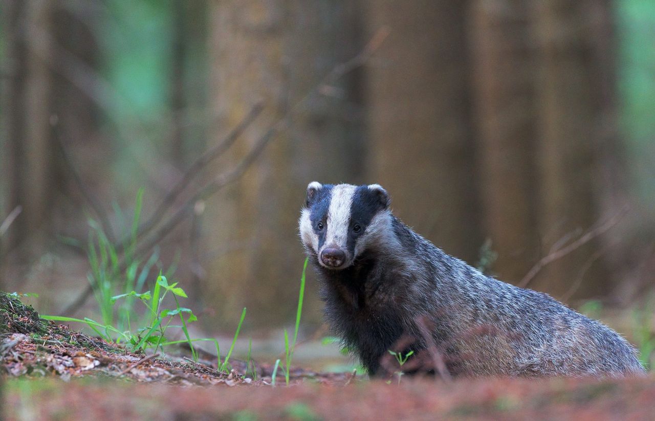 What is happening in NI on TB and wildlife ‘interventions’?