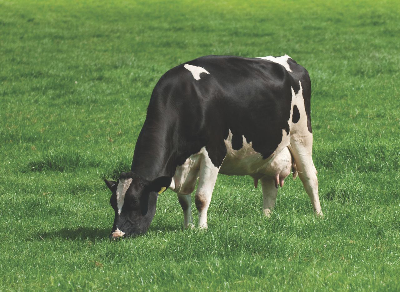 GDT drops again to mark consecutive 7 index falls