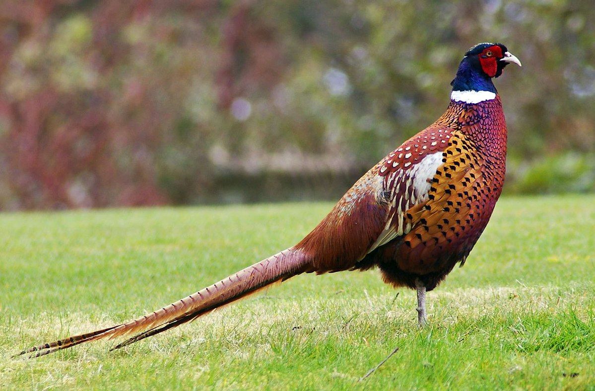 Board to end pheasant shoots on Welsh Government land