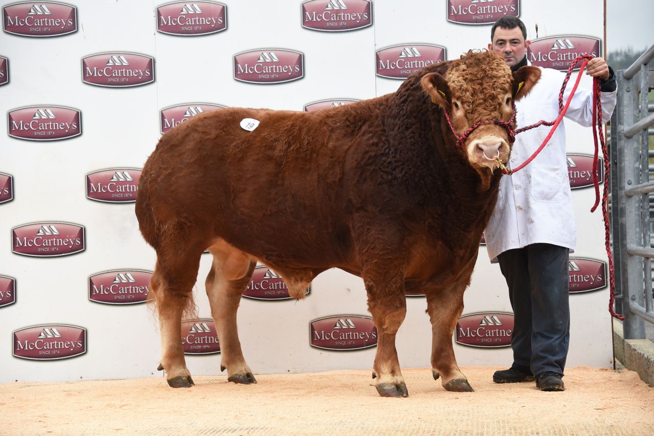 Limousin bulls average over £3,200 at Welsh sale