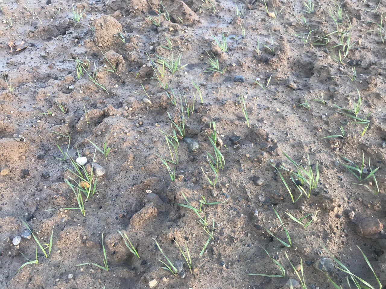 Improved situation for EU winter cereal crops