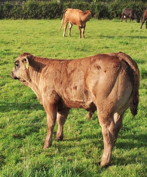 Farmers must remove PI animals by tomorrow