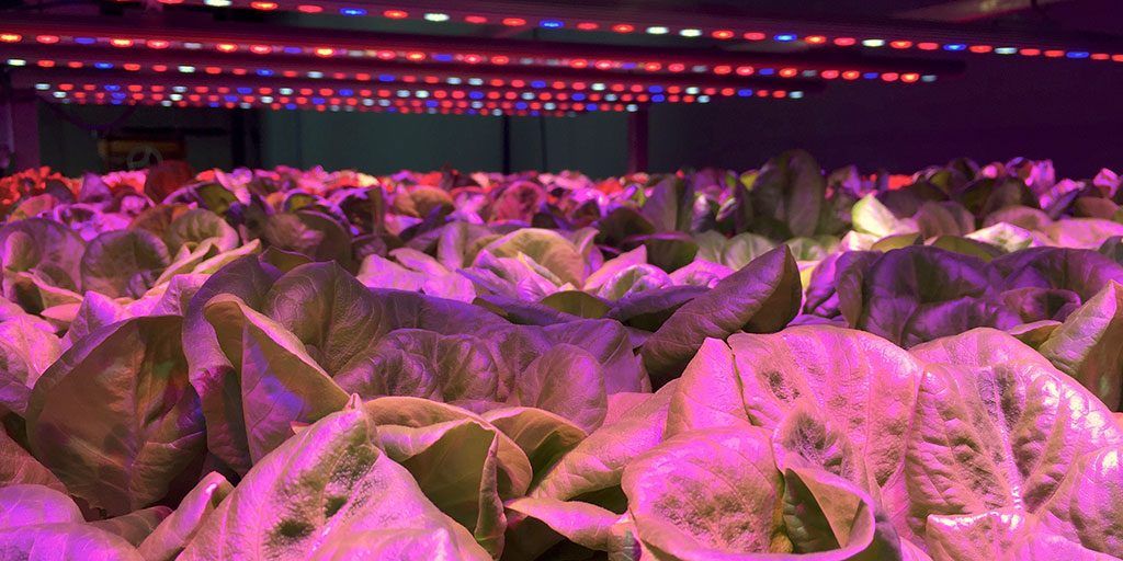 Could underground farms be the polytunnels of the future