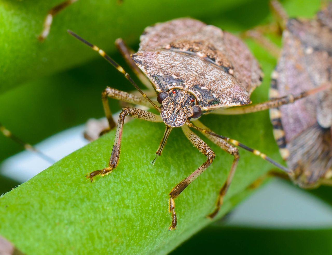 Open day to showcase developments in tree fruit disease and pest control