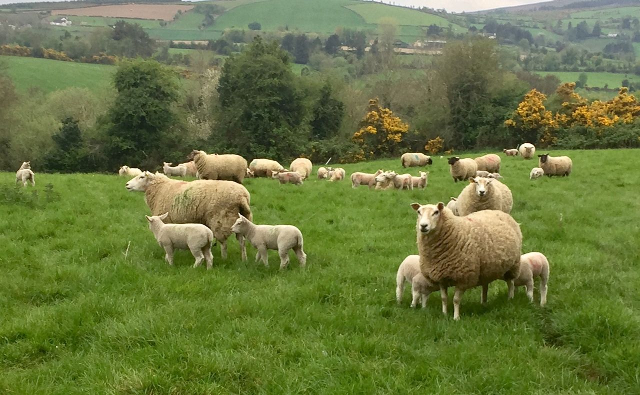 How successful was your 2018 lambing?