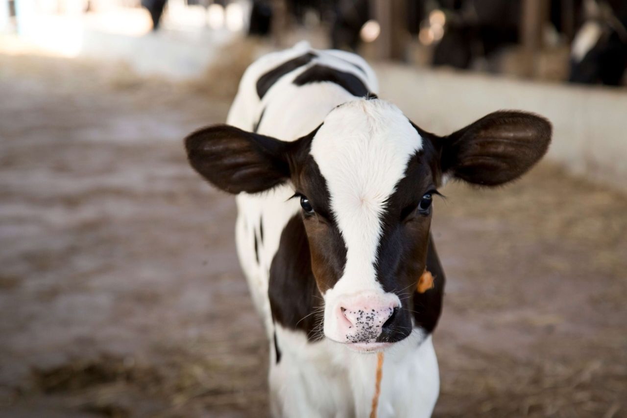 Cornish farmer wins Calf Rearer of the Year Award