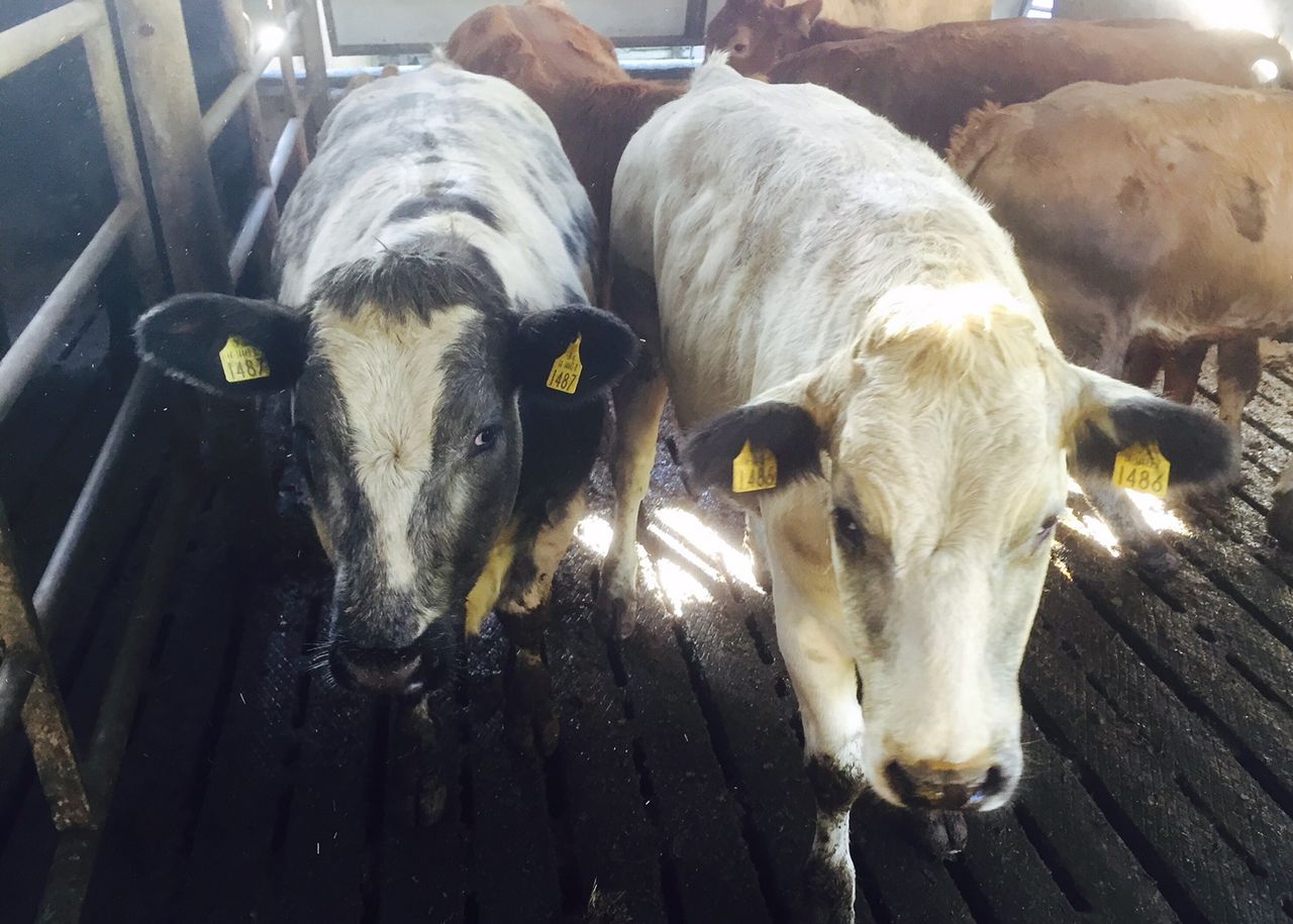 Beef kill back 86,568 head on 2014 levels - Weekly kill drops by 5%