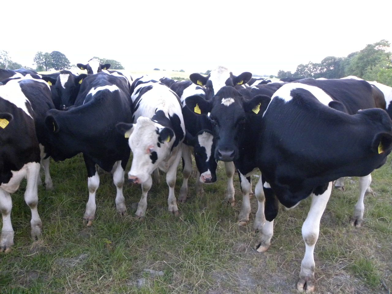 Meeting the dry cow’s protein needs