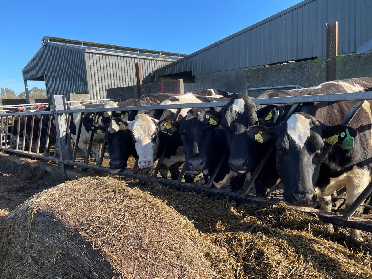Focus on silage quality for better milk margins – dairy expert