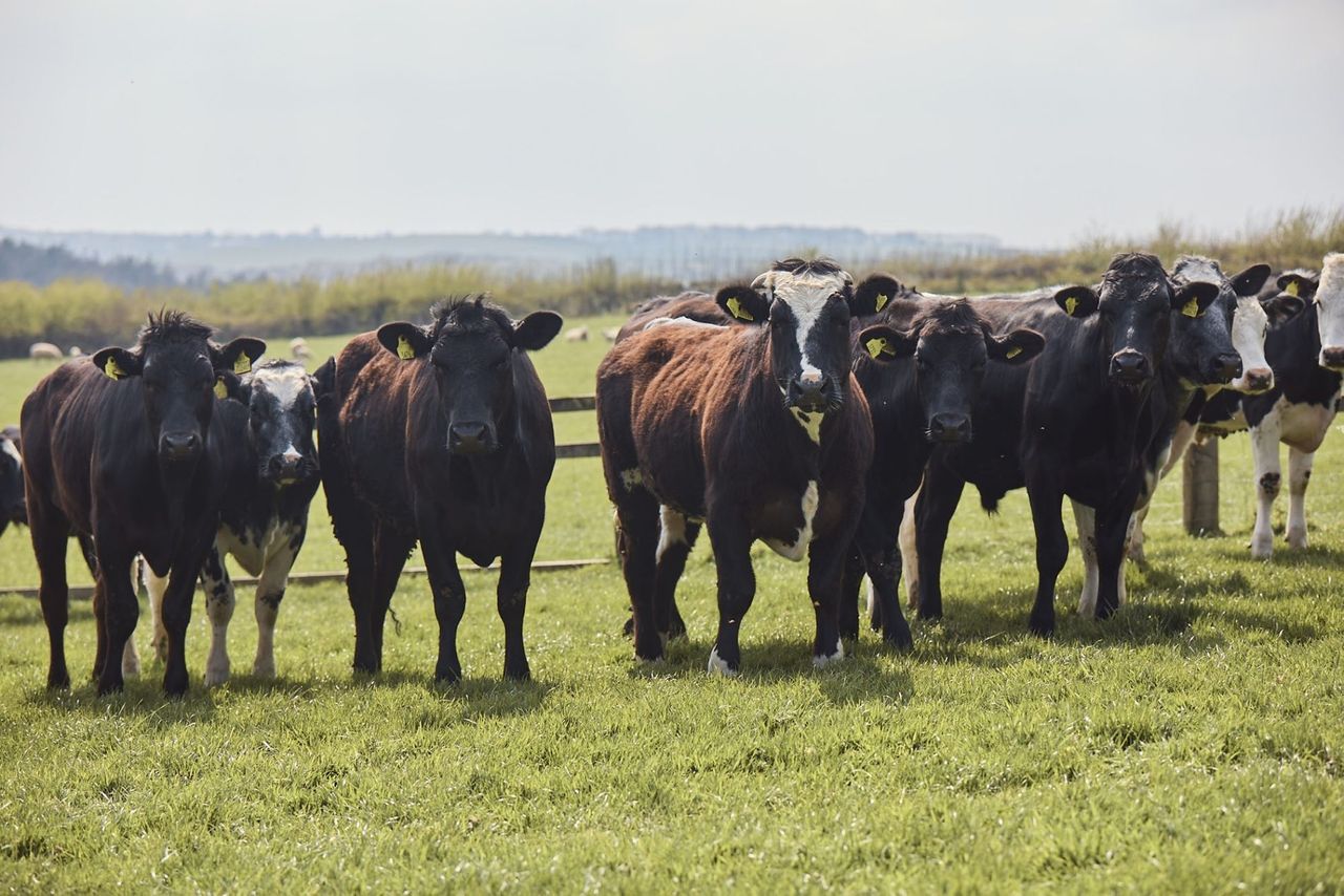 Lidl GB to invest £30 billion in ‘British food and farming industry’