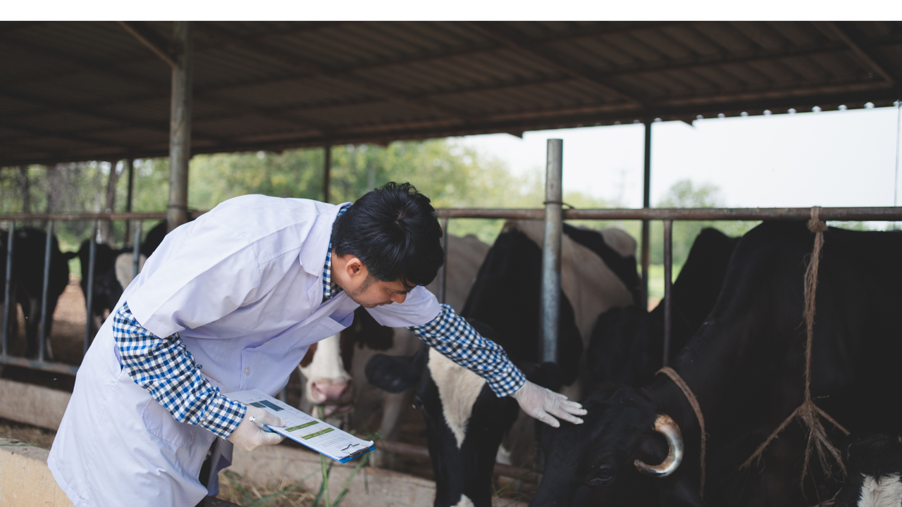 Vet declarations needed for UK meat exports to EU
