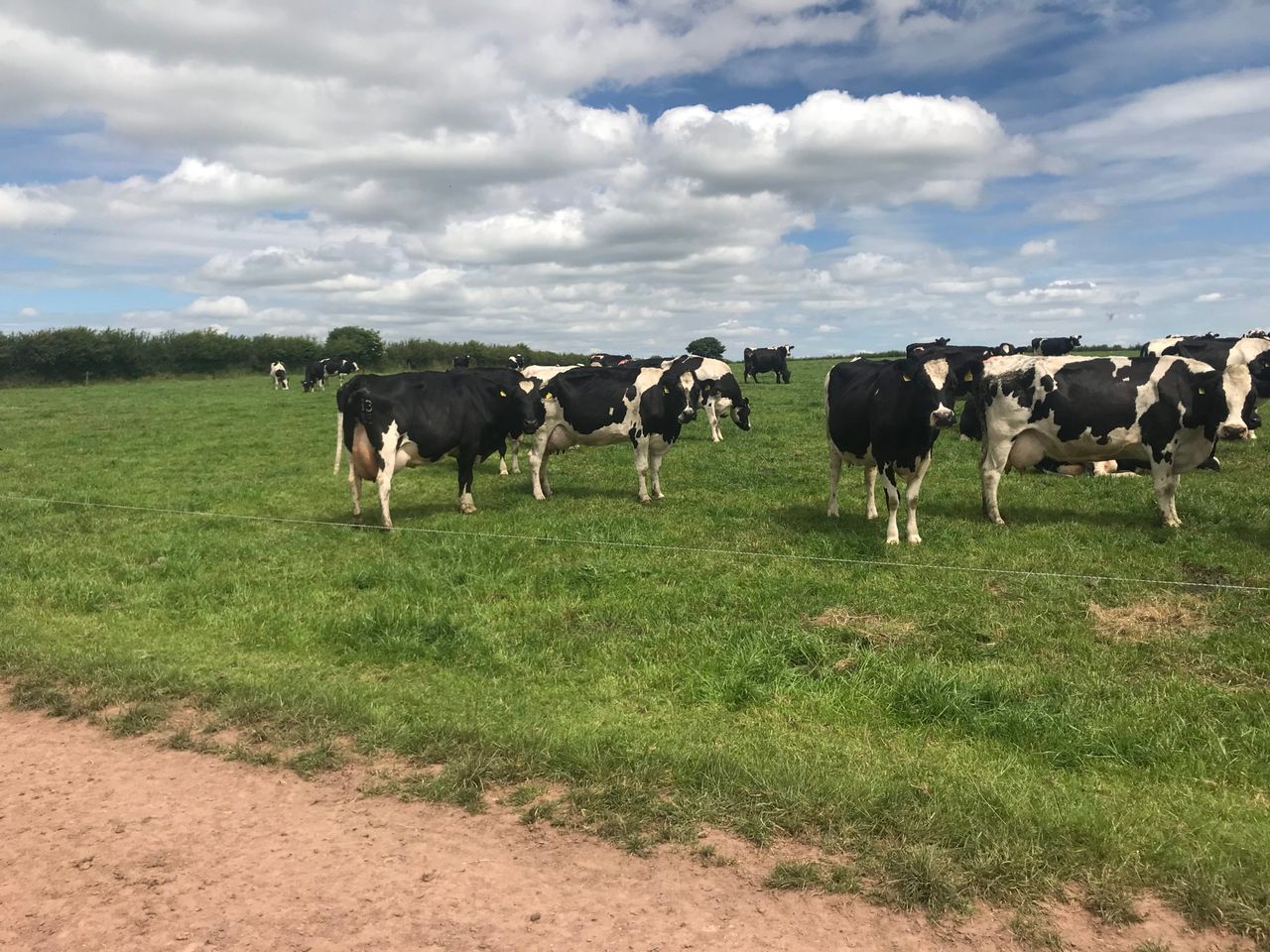 More dairy cows in Co. Tipperary than Scotland