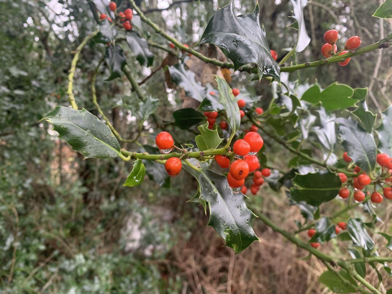 Reflection: Holly – the first sign of Christmas
