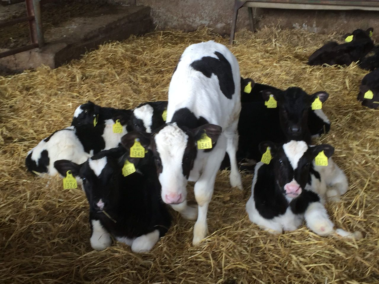 Holstein UK announces judges for 2024 ABAB Calf Show, but no venue