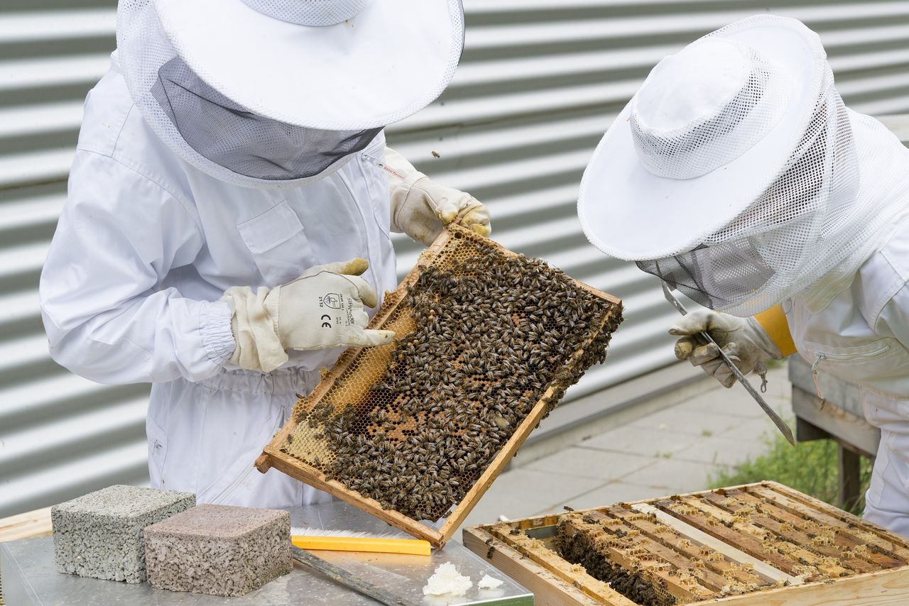 Honey bees under threat from highly-contagious disease outbreak