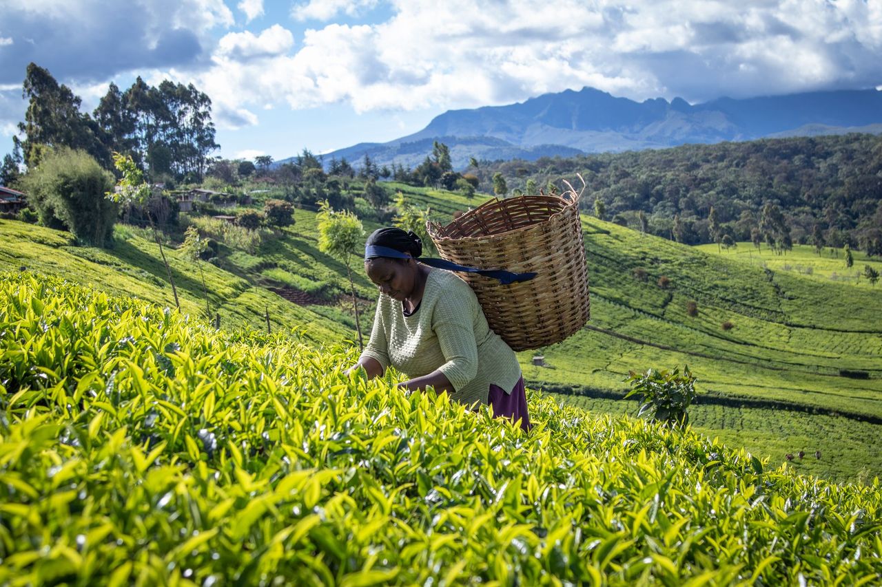 'More robust' Rainforest Alliance standard to address 'climate-smart' agriculture and child labour