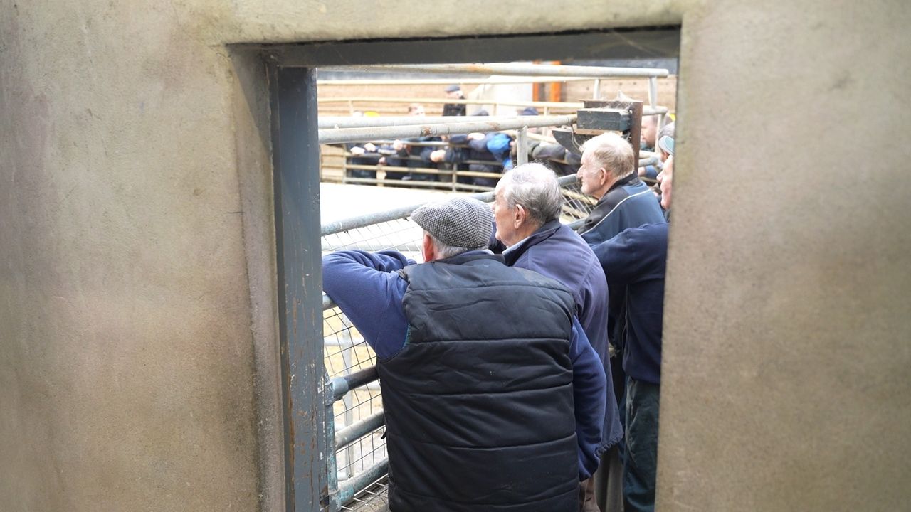 Bluetongue: Live trade of cattle to NI issue expected to be ‘resolved’ in days