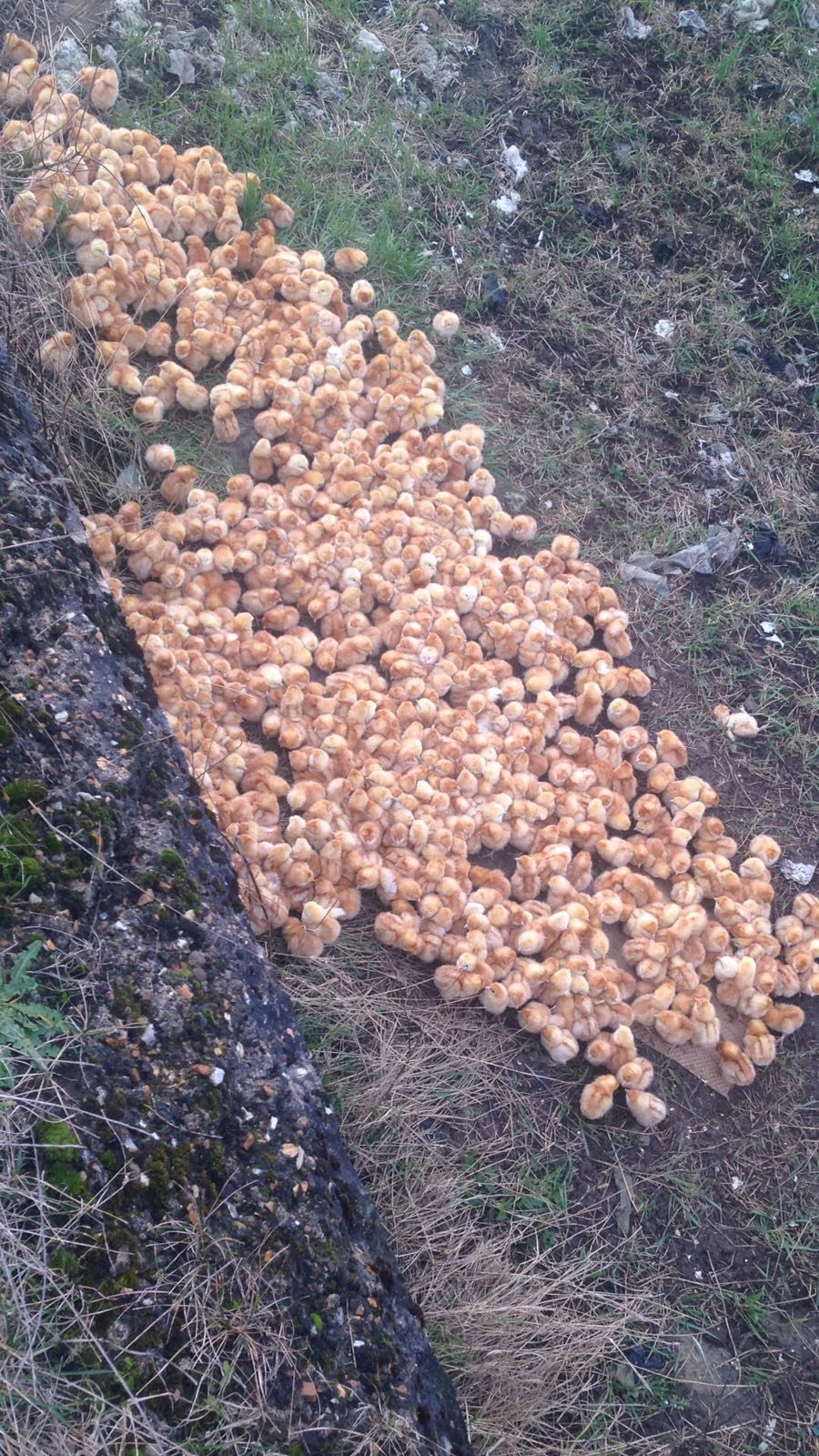 Video: 1,000 abandoned chicks 'put to sleep' in the UK due to bird flu risk