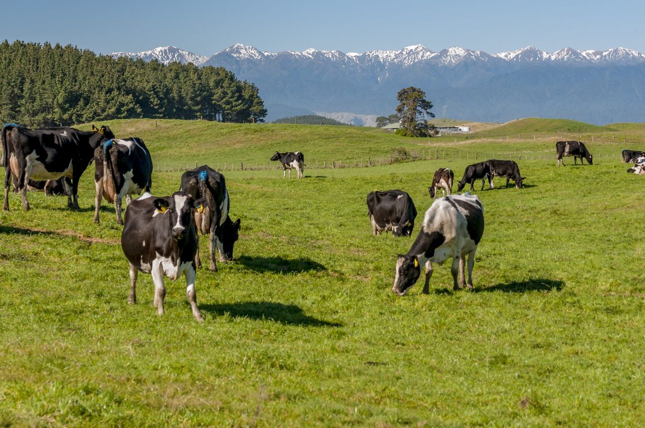 NZ farmers ‘on track’ to meet methane emissions reduction targets