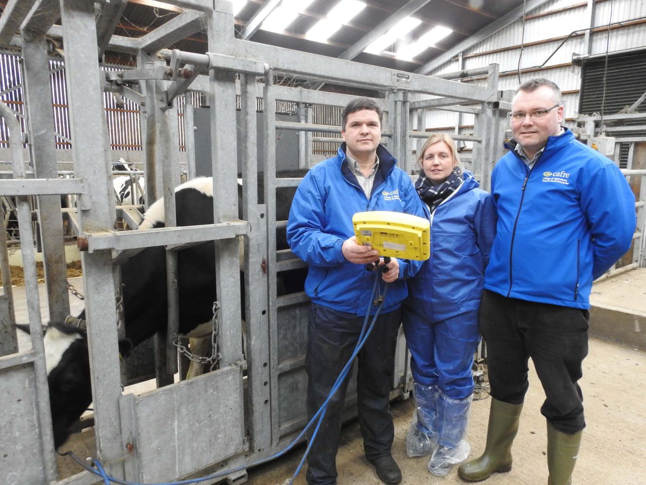 Poor heifer management could be costing your business